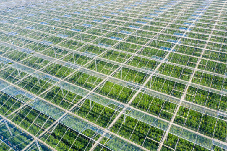 Polytunnel & Greenhouse Cleaning